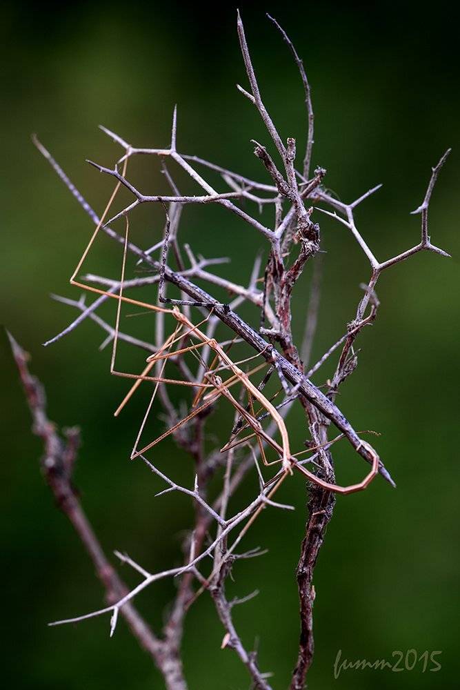 , Игорь ФУММ