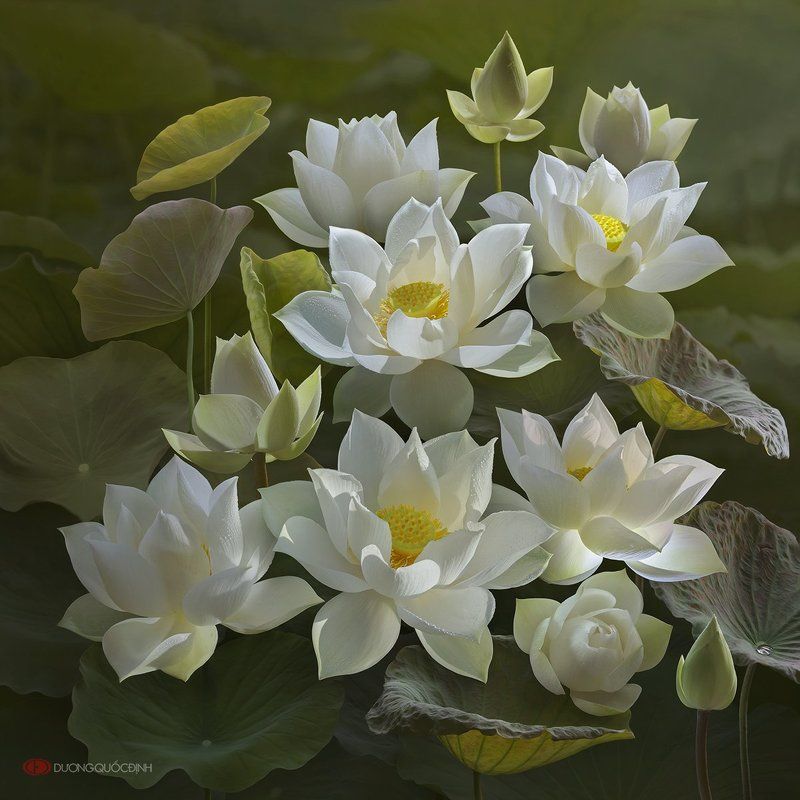 Lotus фото превью