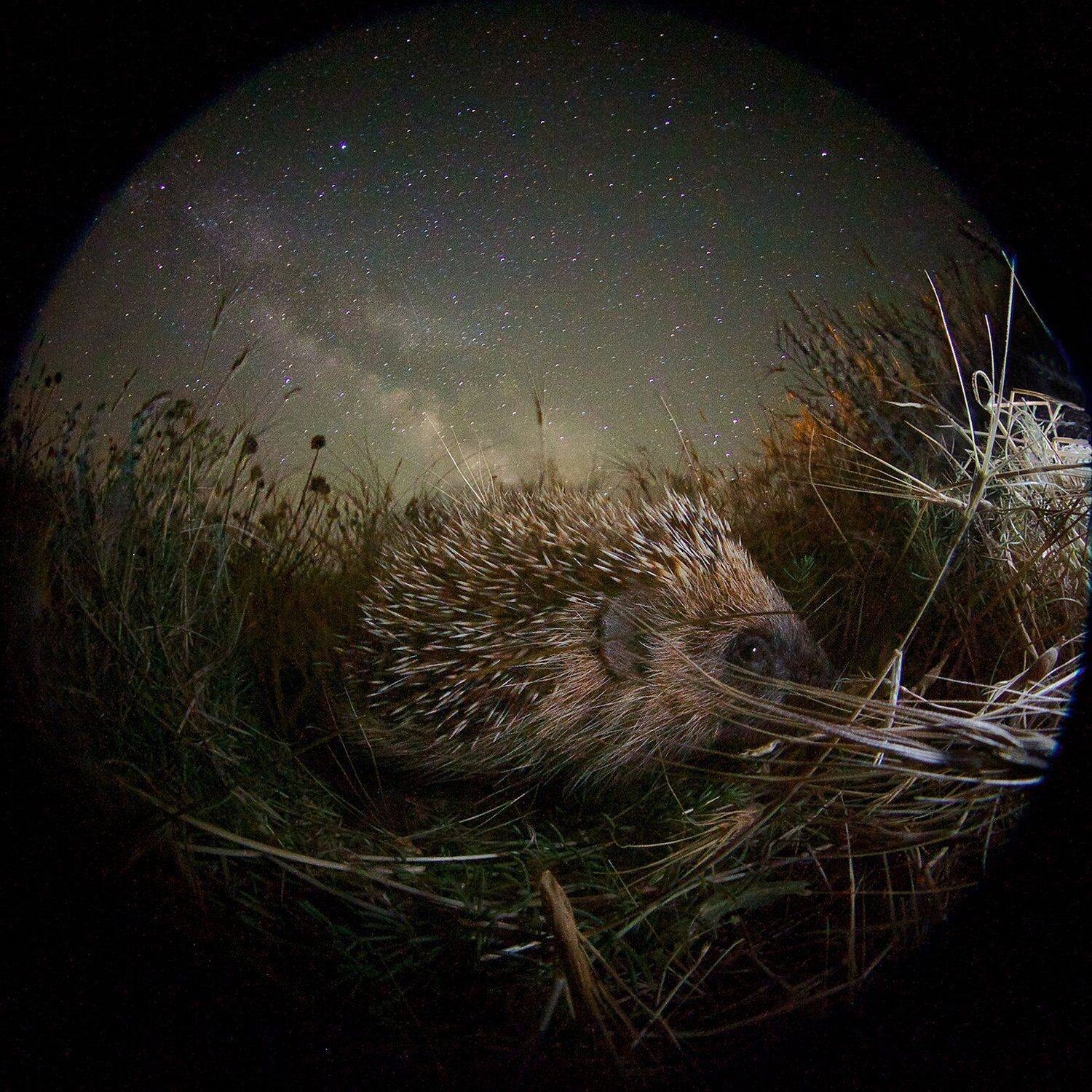еж, млечный путь, ночь, обыкновенный еж, Никифоров Егор