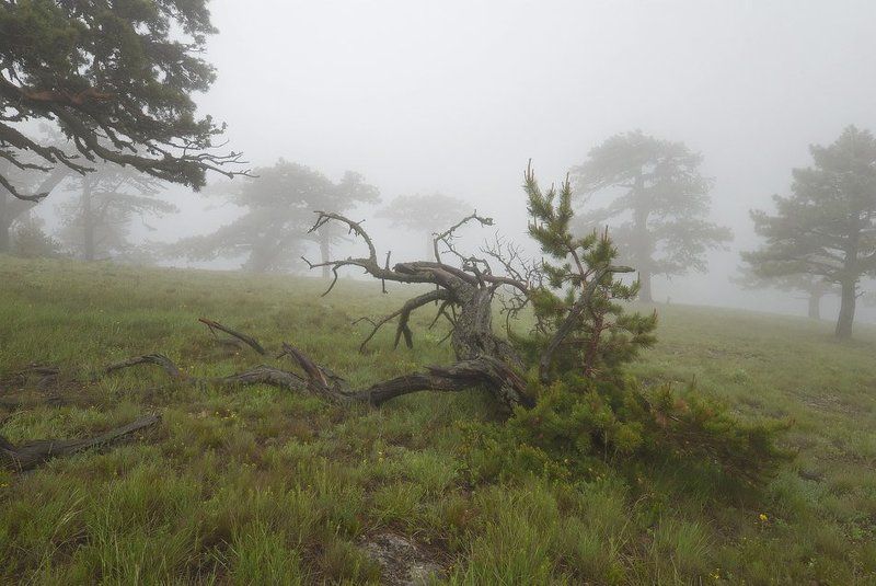 Туманы июня... фото превью