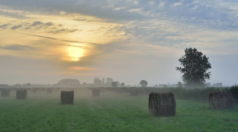 A summer morning. фото превью