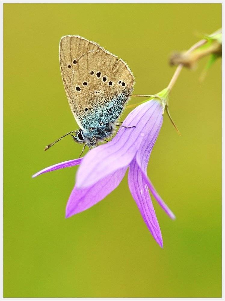 , Krzysztof Trojanowski