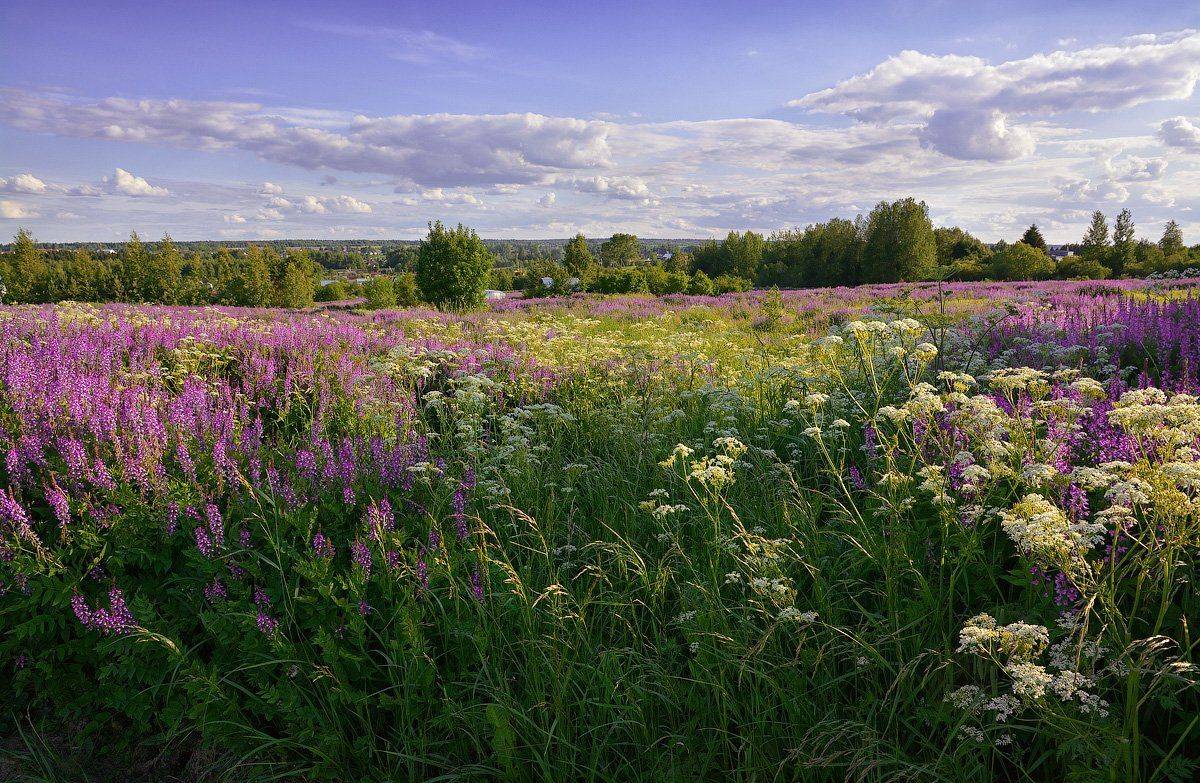, Марина Никифорова