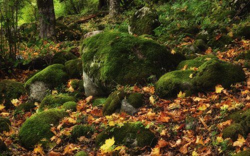 Осень - зелёное на жёлтом...