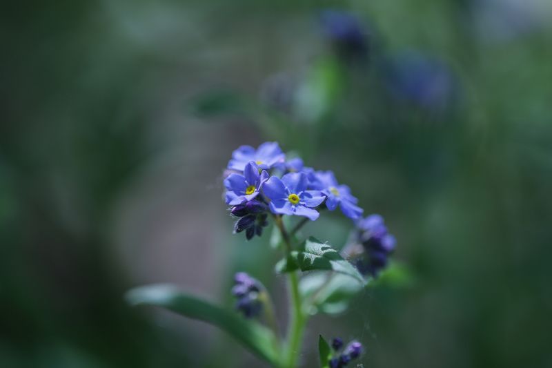 Незабудки лета. фото превью