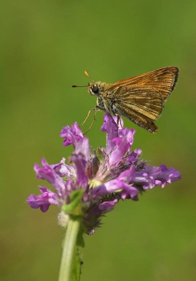 , Чепленко Алексей