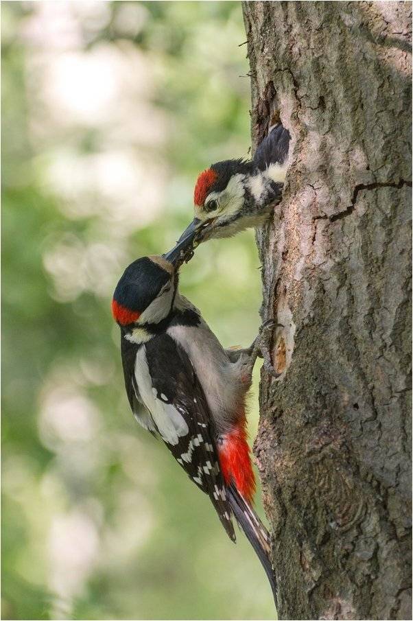 , Руслан Сигушин