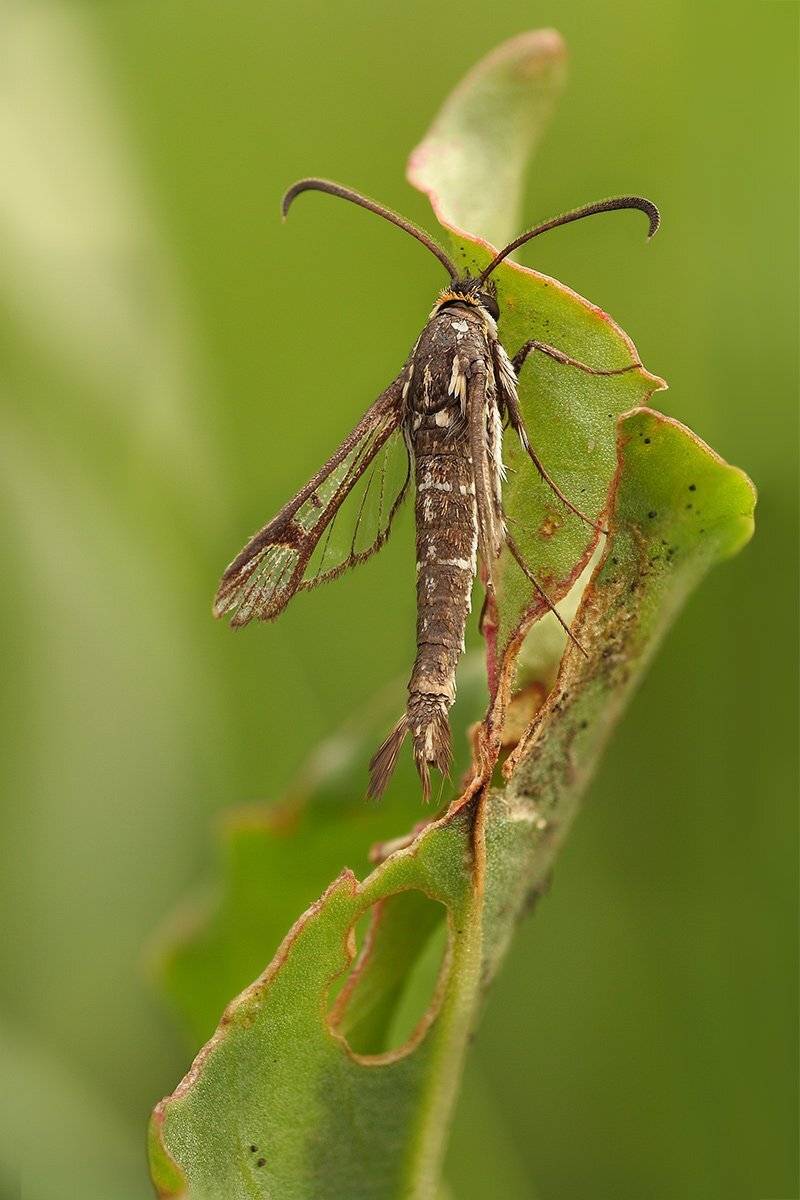 , Роман Рысь