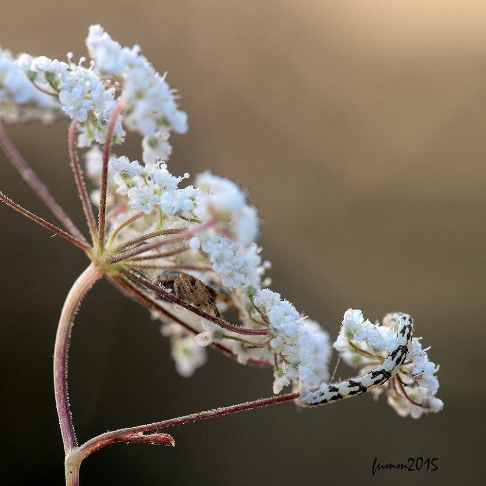 , Игорь ФУММ