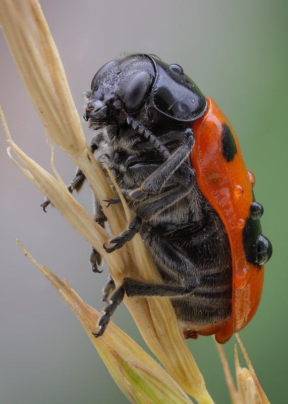 *+* фото превью