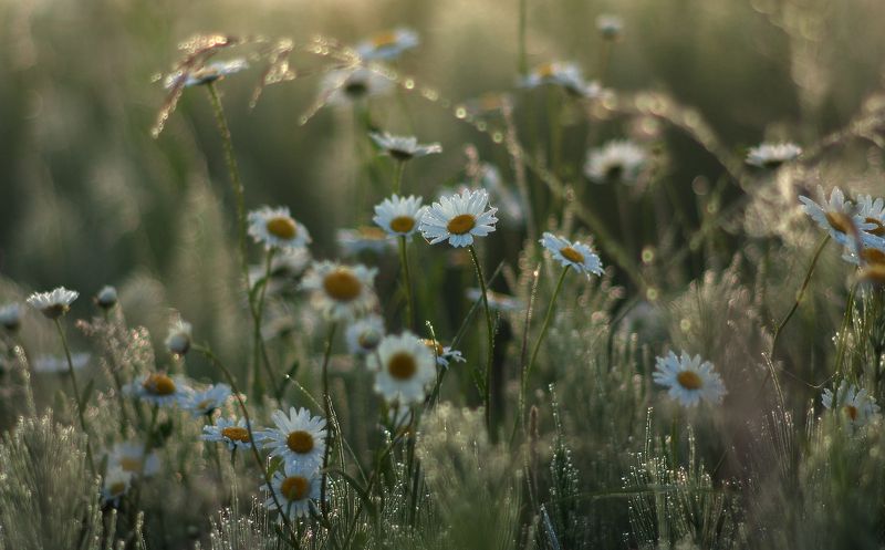 в утреннем свете.... фото превью