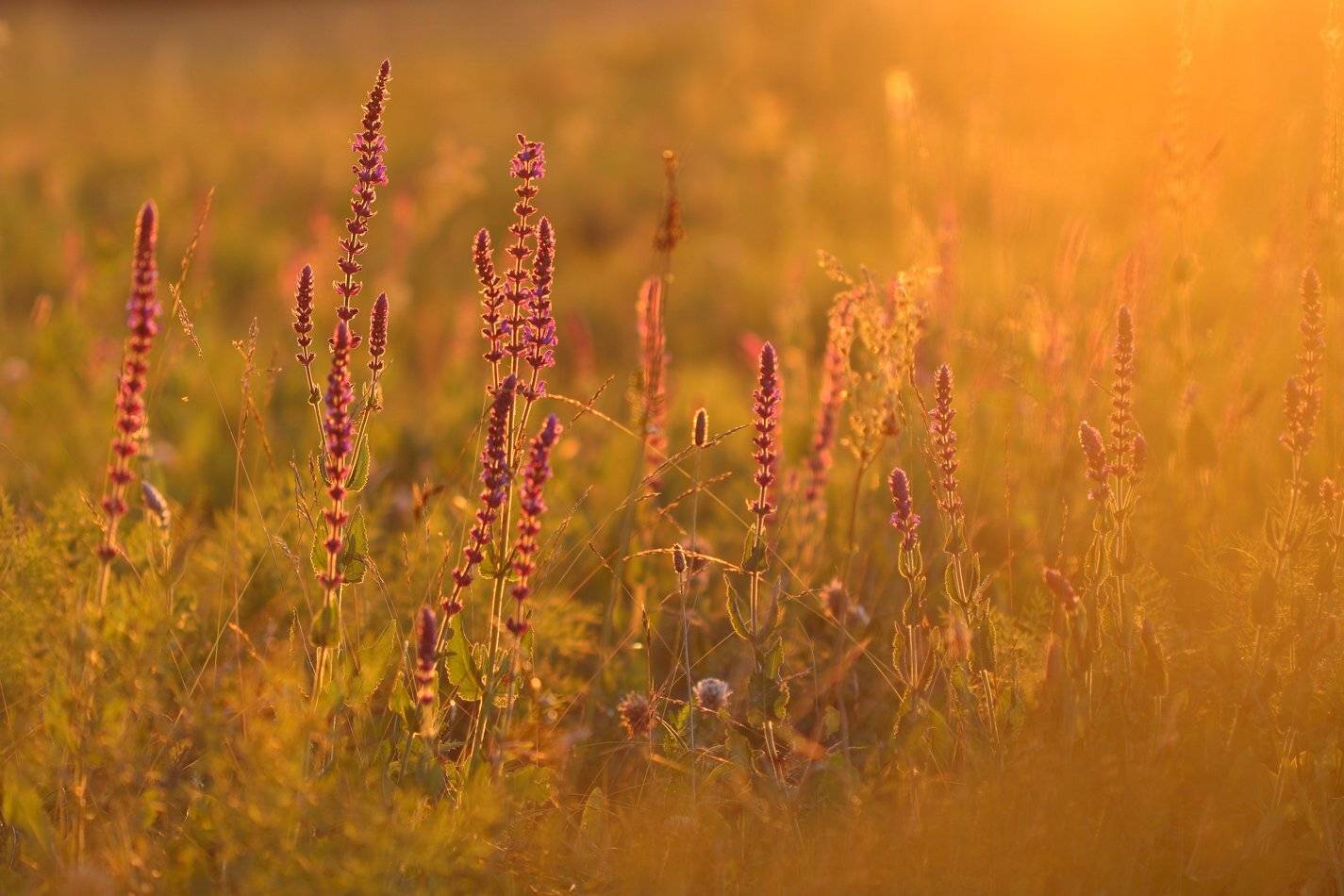 nemorosa, praemontana, salvia, tesquicola, остепнённый, самарский лес, степной, сухостепной, шалфей, Sergii Markov