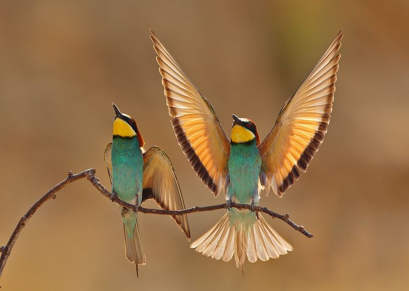 Про Золотистых В золоте солнца фото превью