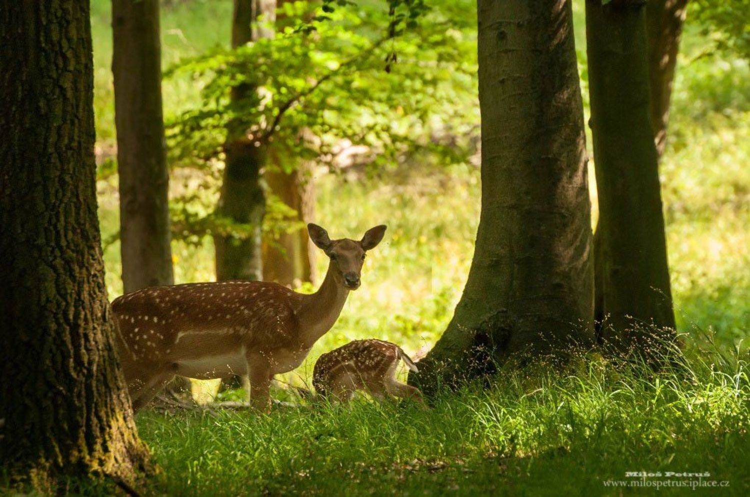 , Milo&scaron; Petru&scaron;