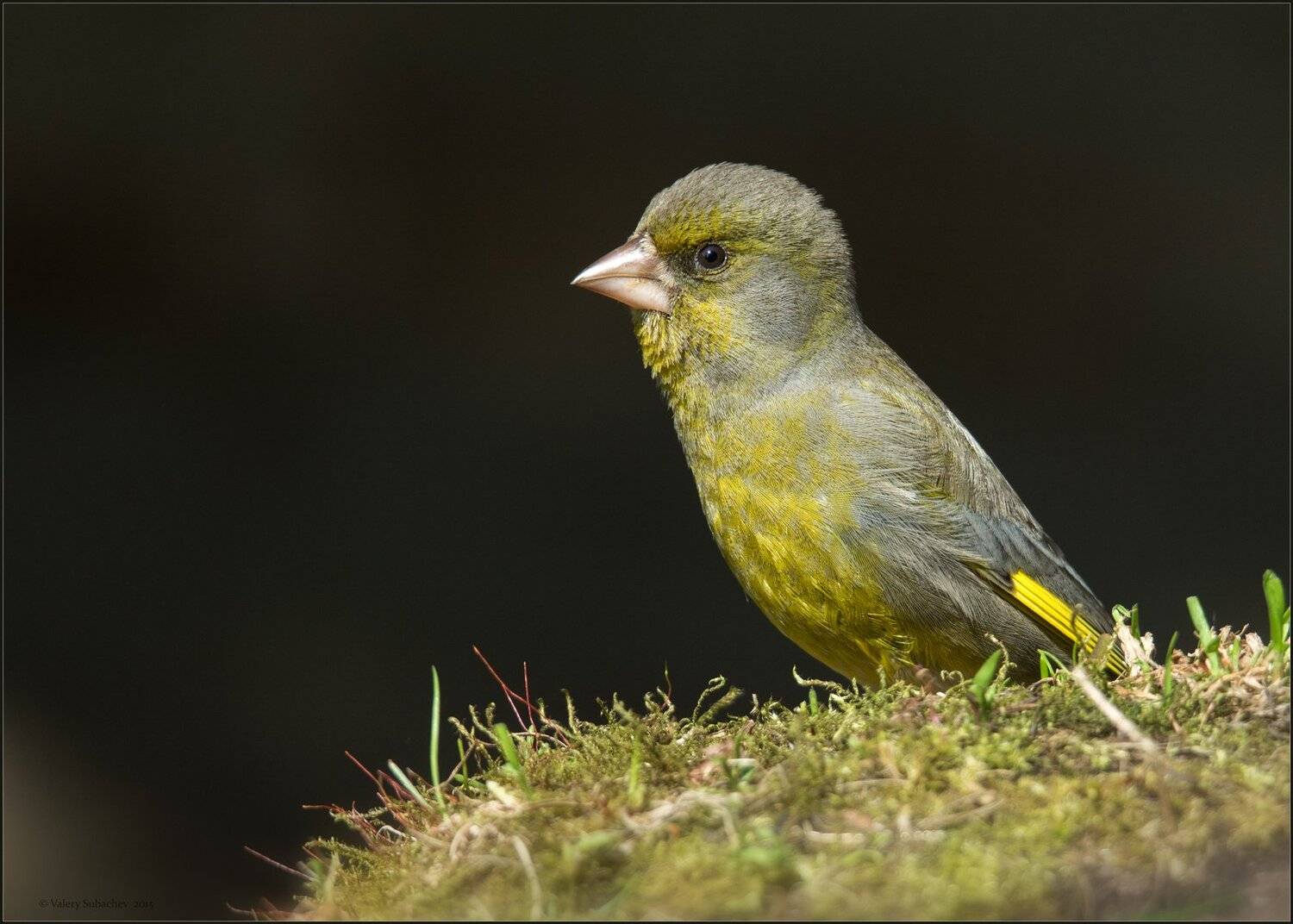, Валерий Субачев