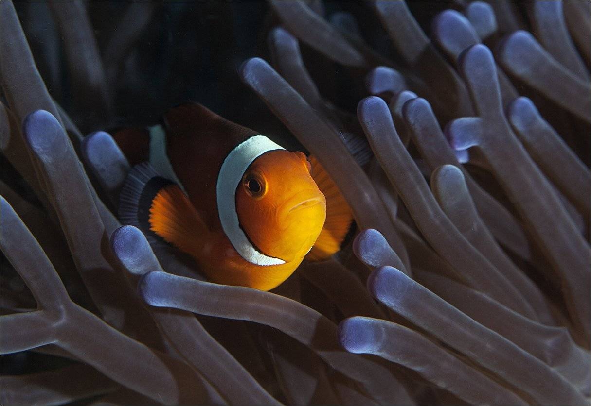 амфиприон, филиппины, Сергей Гаспарян