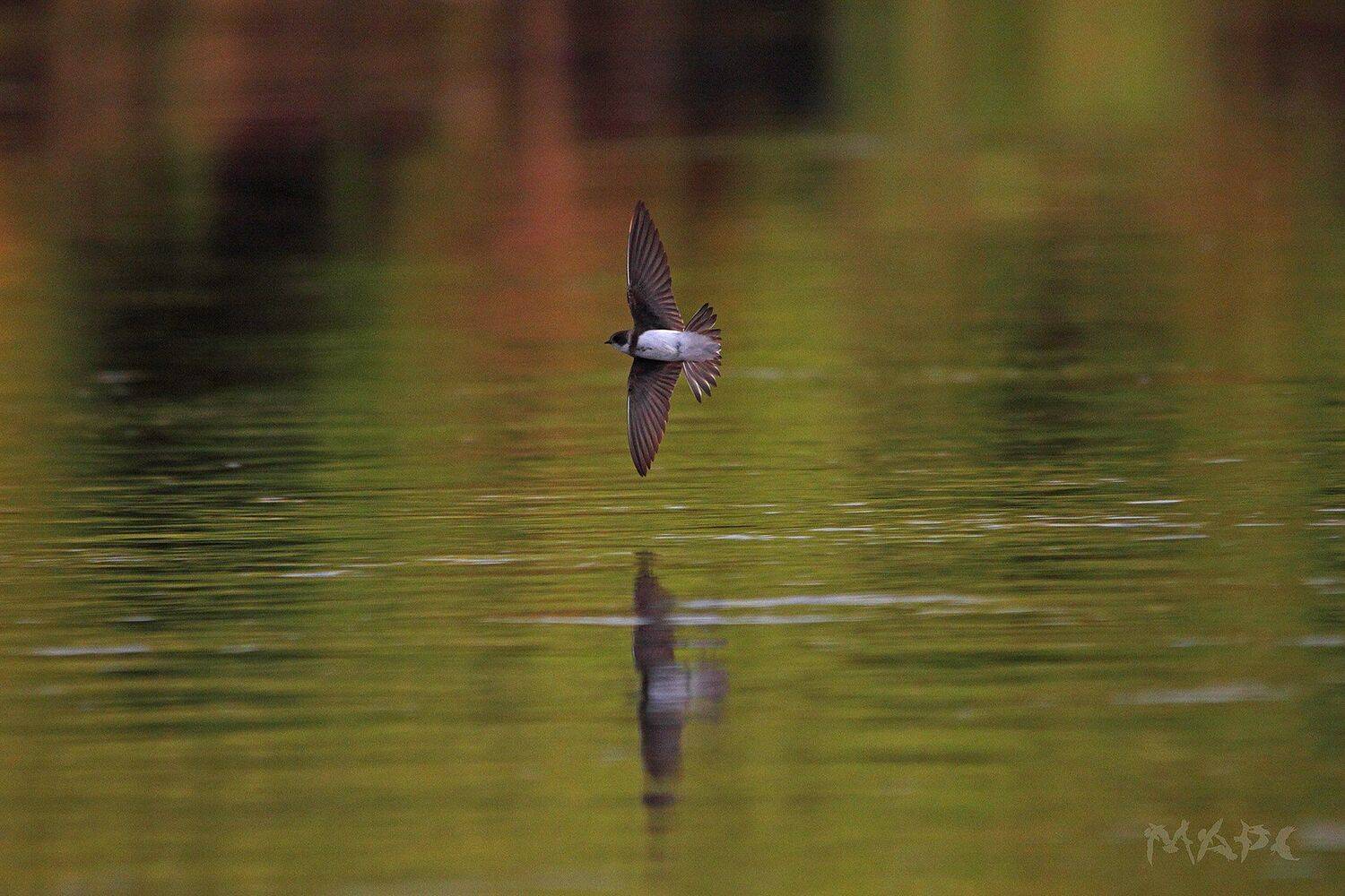 , Шангареев Марс