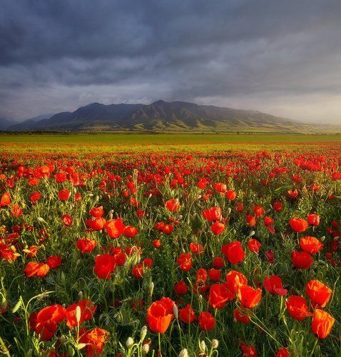 Вечер в маковых холмах