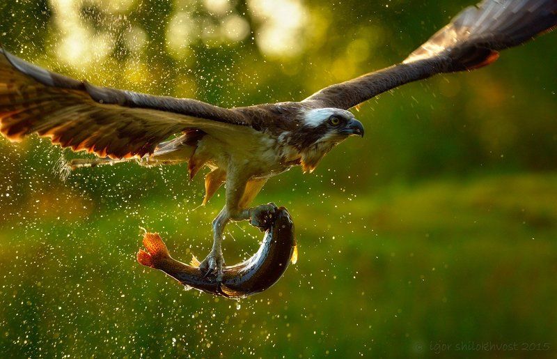 будет рыба на обед фото превью