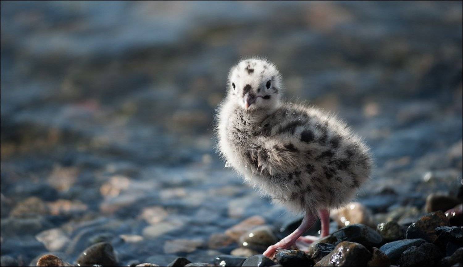 чайка, птенец, цыпленок, Север, Кижи, Онежское озеро, Алексей Низовцев