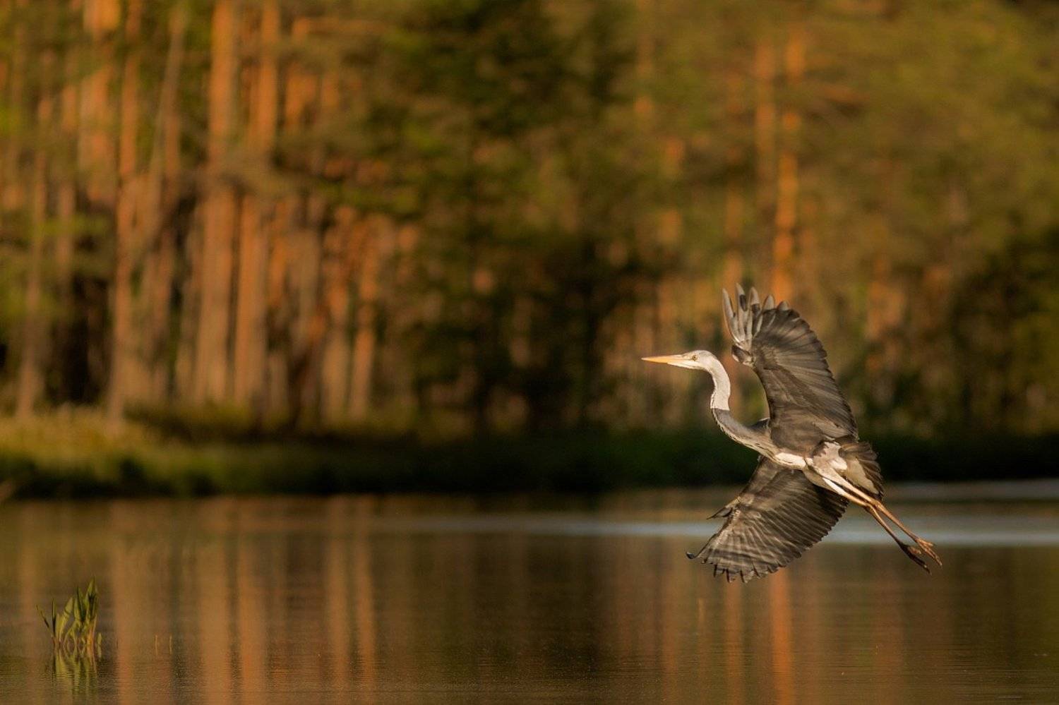 , Вилюнов Дмитрий