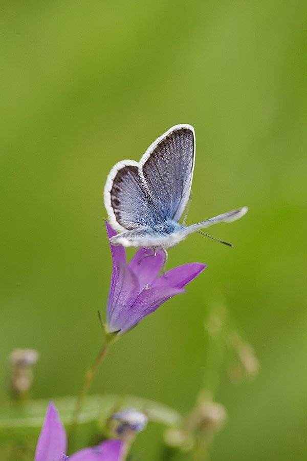 , Сергей Таланов