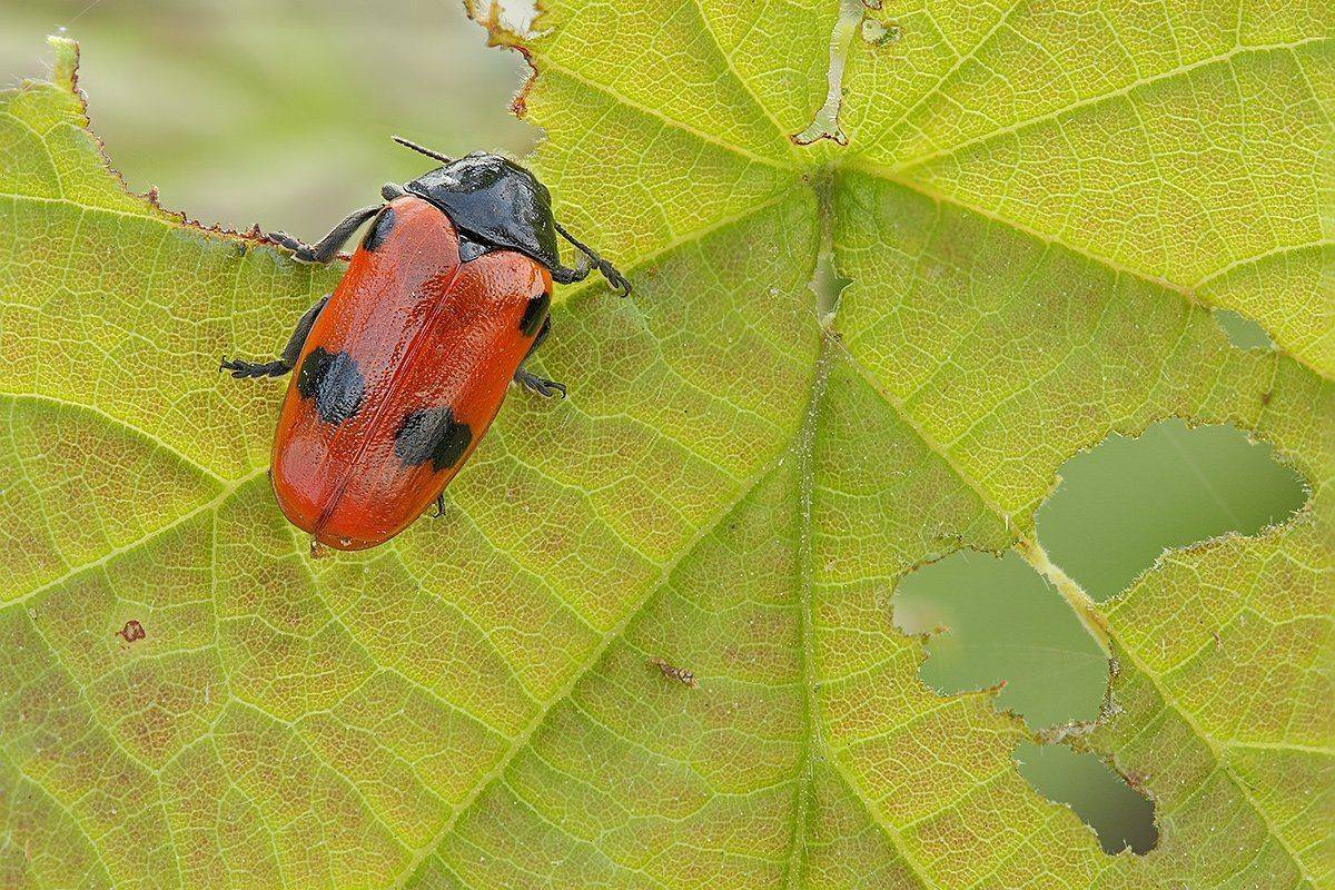 , Роман Рысь