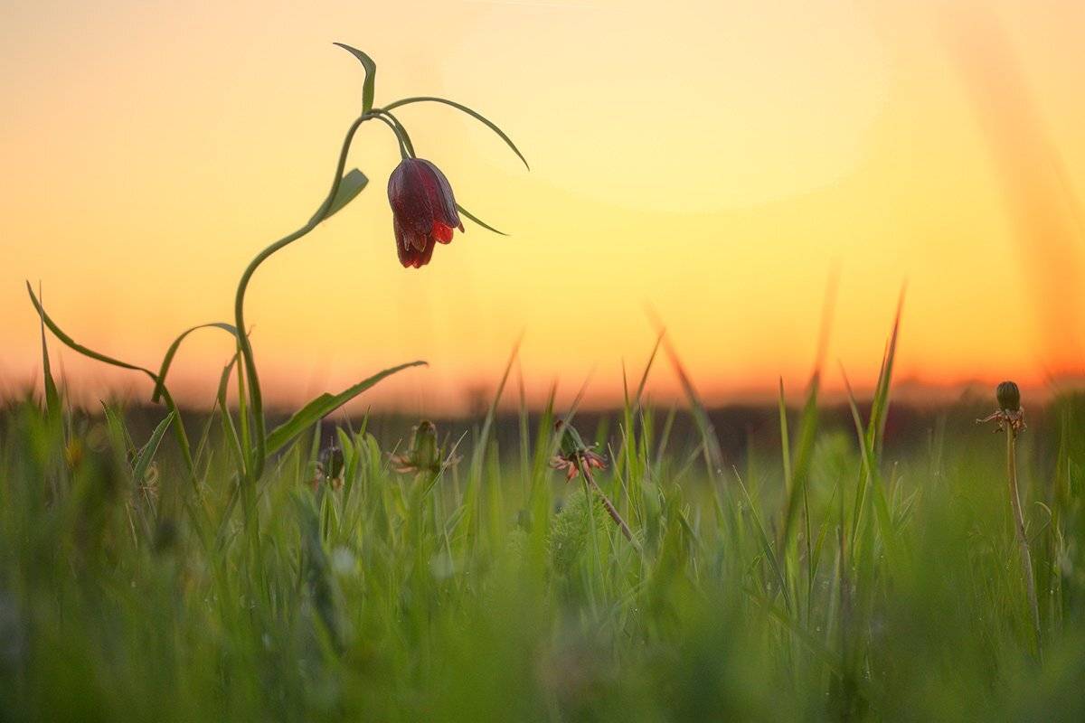 Алый закат, Луг, Небо, Рябчик малый, Трава, Роман Рысь