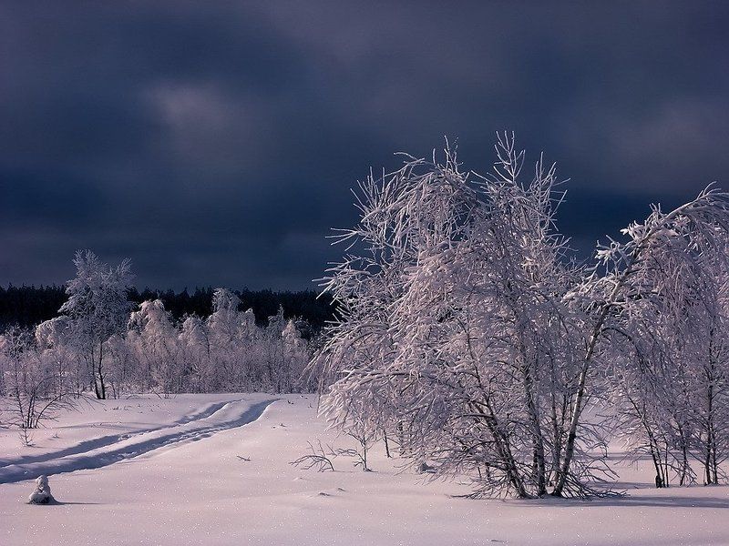 Зимний сон. фото превью