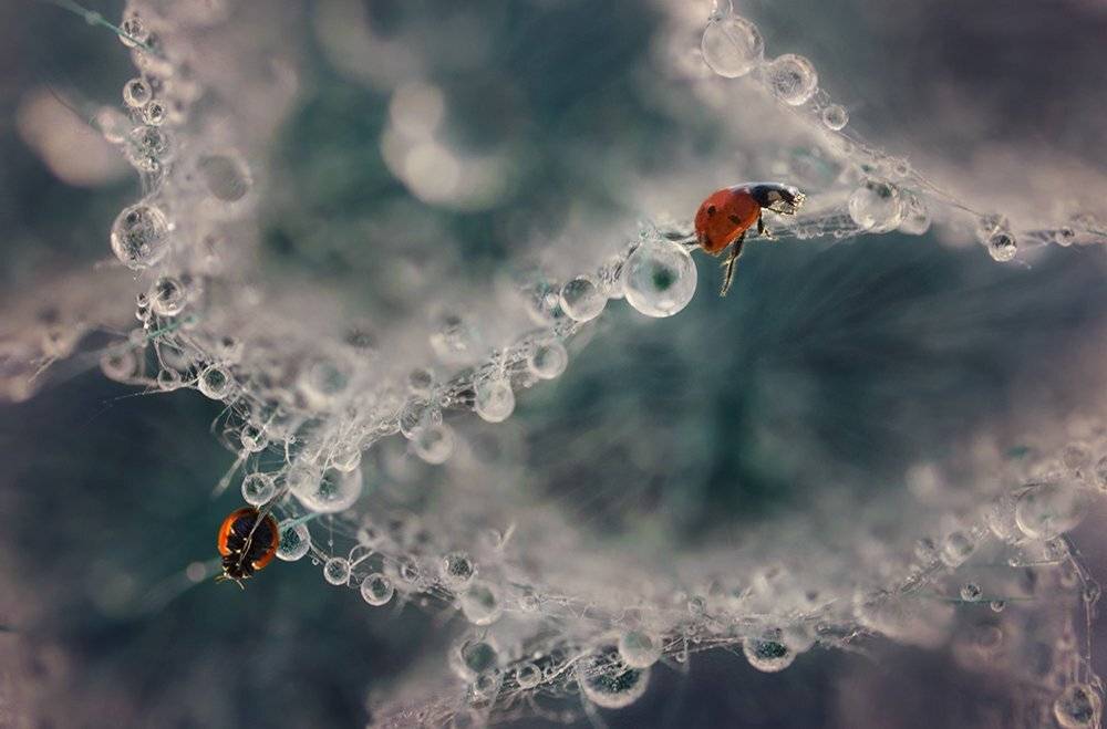 , Таня  Маркова