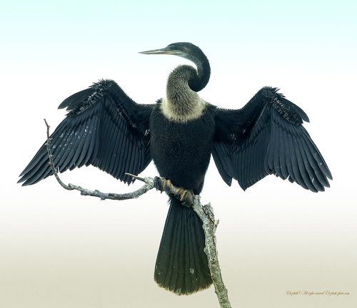 Американская змеешейка - Anhinga