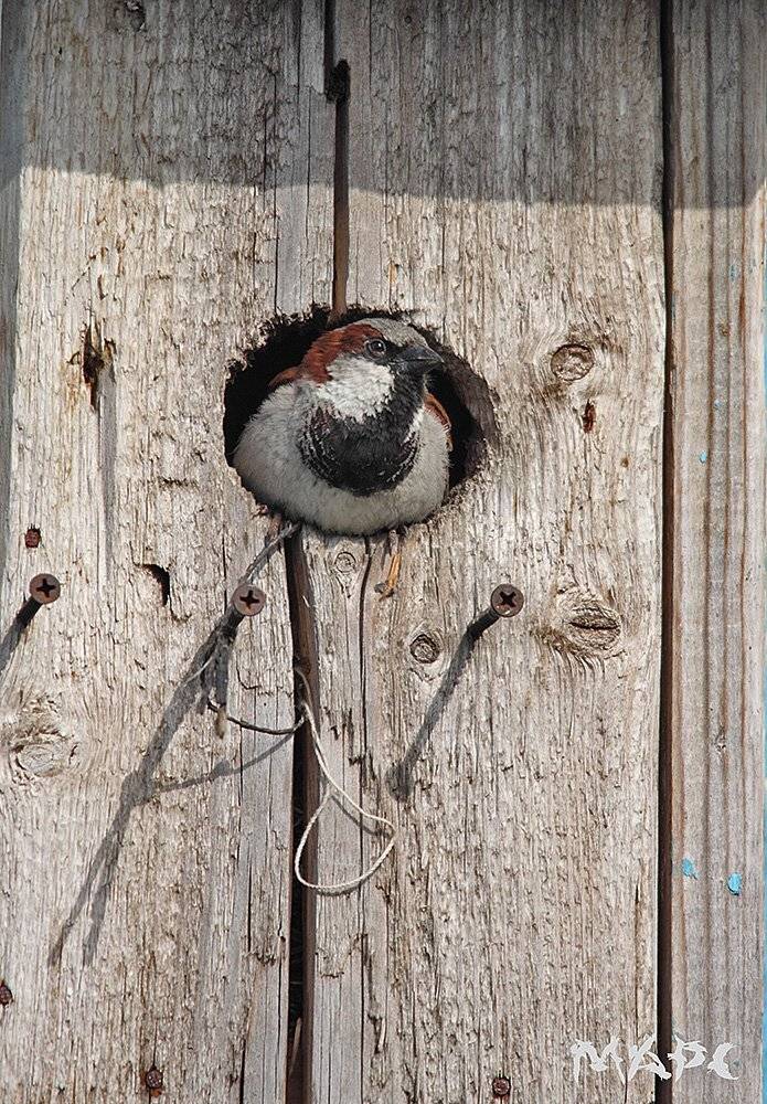 , Шангареев Марс