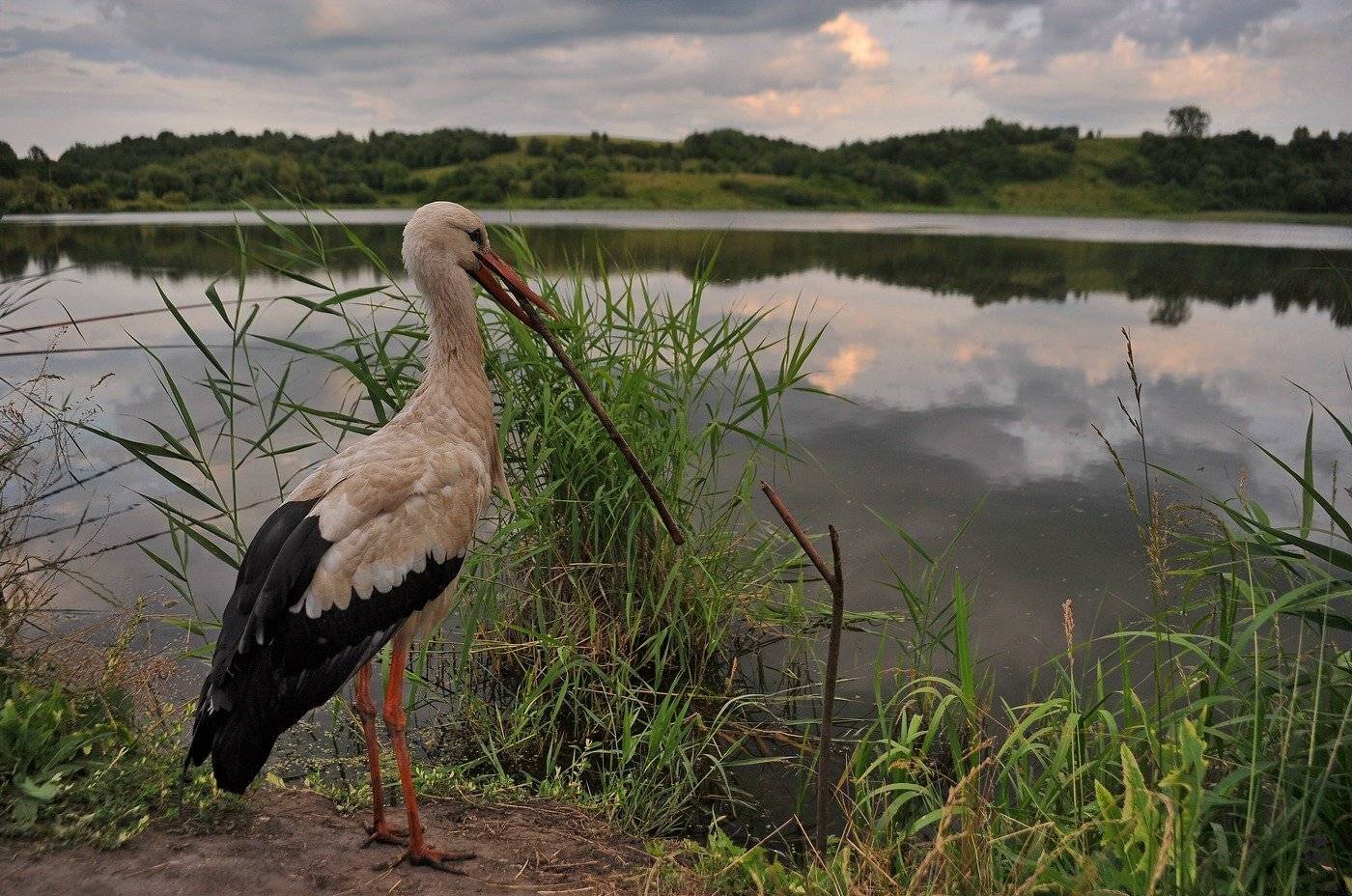 , Володимир Карчевський