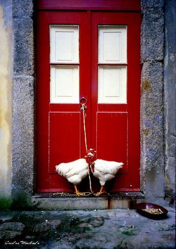 White Chickens in Red Door