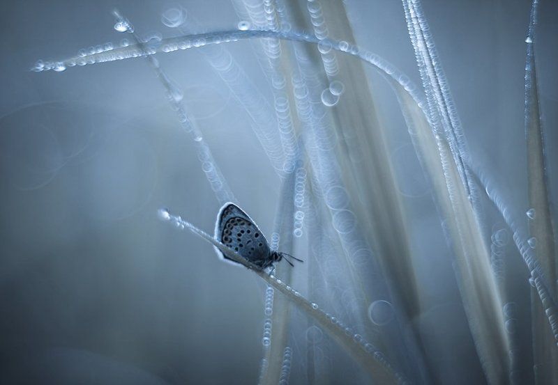 Холодное утро... фото превью