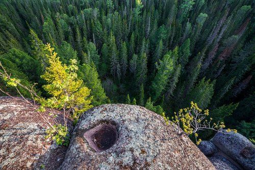 Притяжение тайги