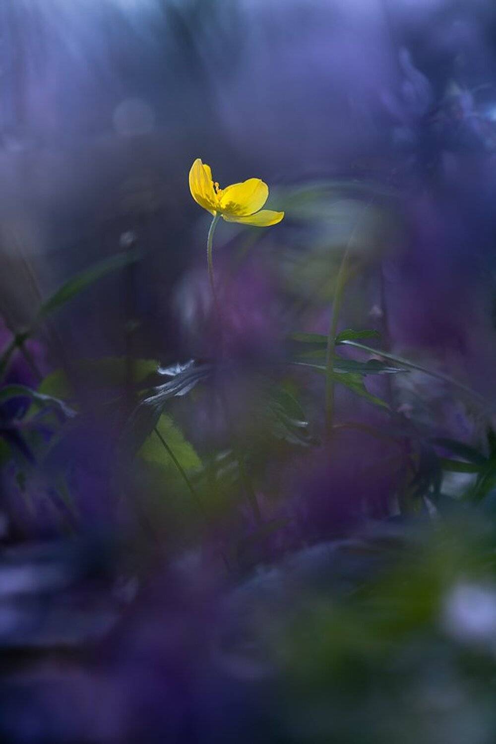 , Gabriel Prescornita