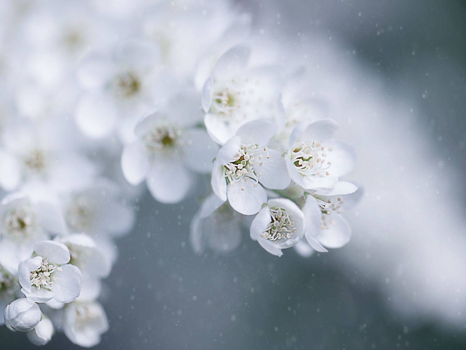 макро, природа, весна, цветы, macro, nature, spring, flowers, Мария Обидина