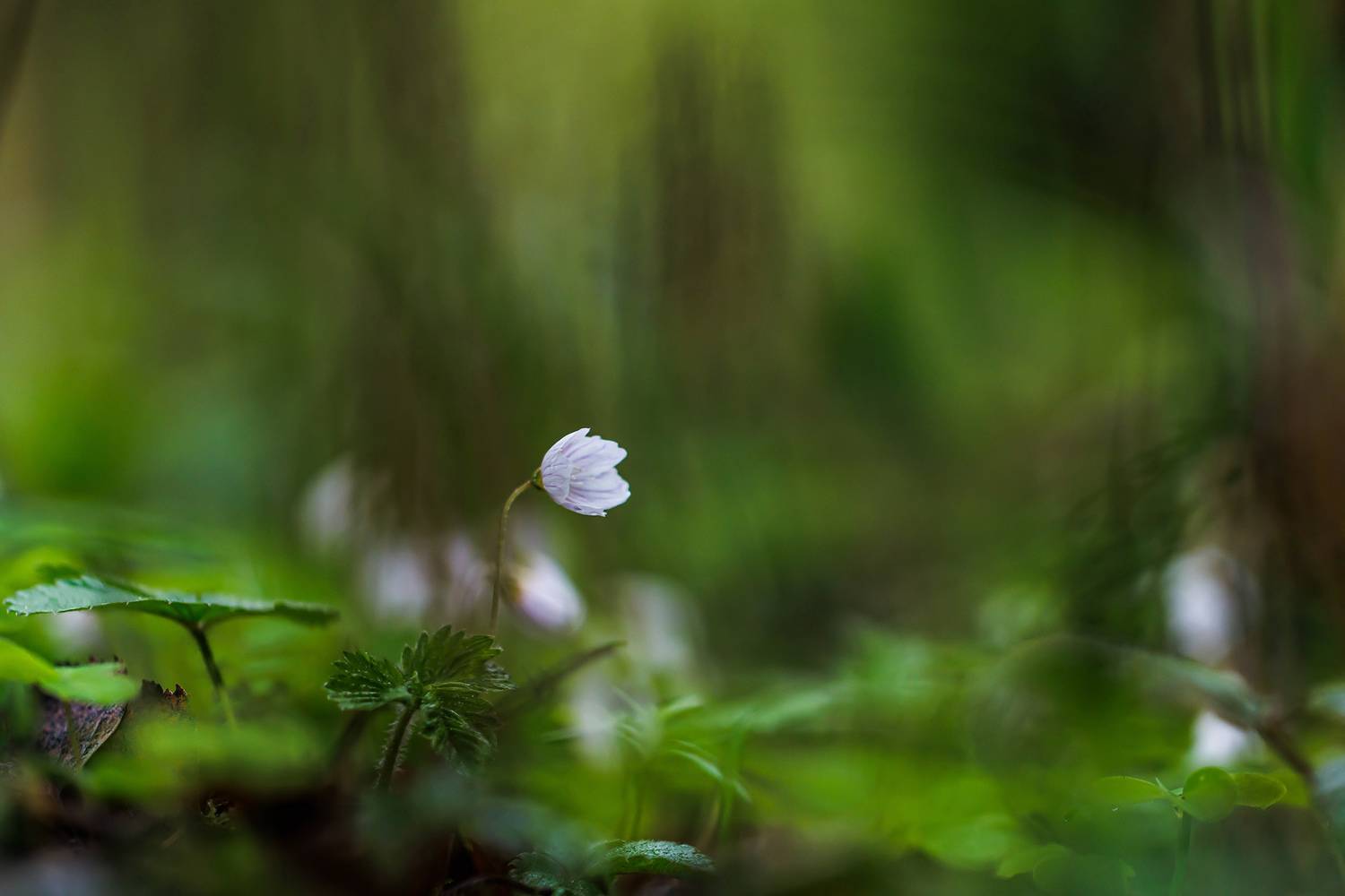 , Волынский Виктор