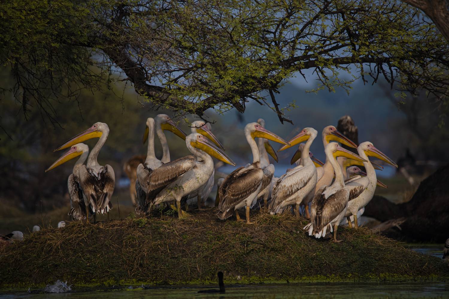 #birdphotography	 #birdsofinstagram	 #wildlifephotography	 #birds	 #naturephotography	 #bird	 #nature	 #wildlife	 #photography	 #birdwatching	 #natgeo	 #photooftheday	 #nikon	 #birding	 #naturelovers	 #canon	 #animals	 #birdlovers	 #travel	 #love	 #bestbi, Diganta Roy