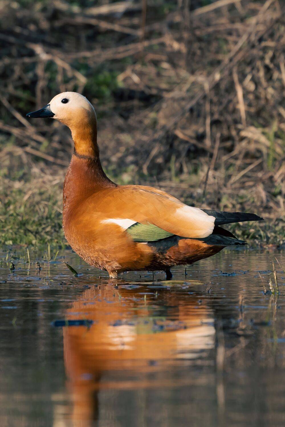 , Александр Шандов