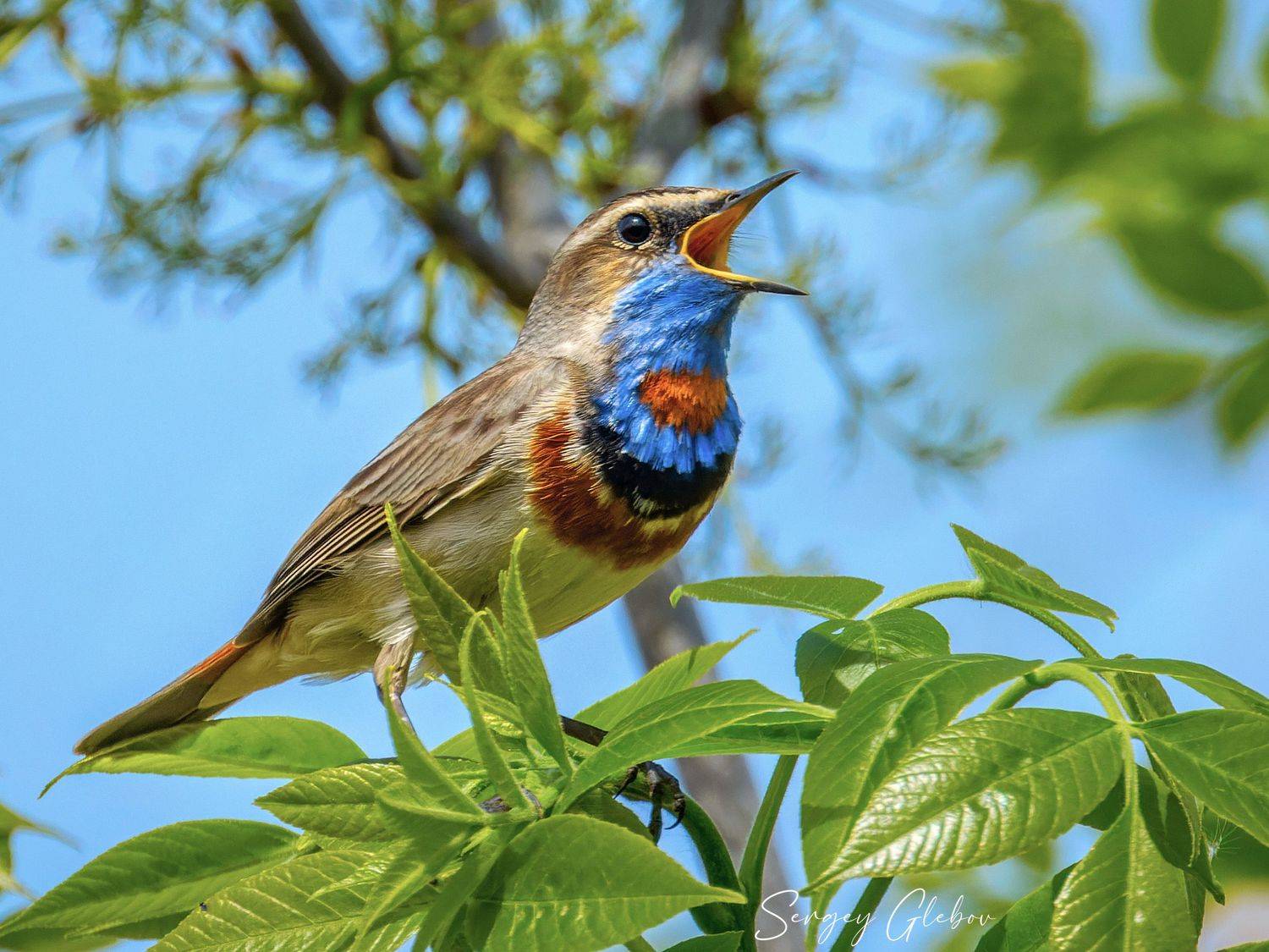 варакушка, птицы, пернатые, Сергей Глебов
