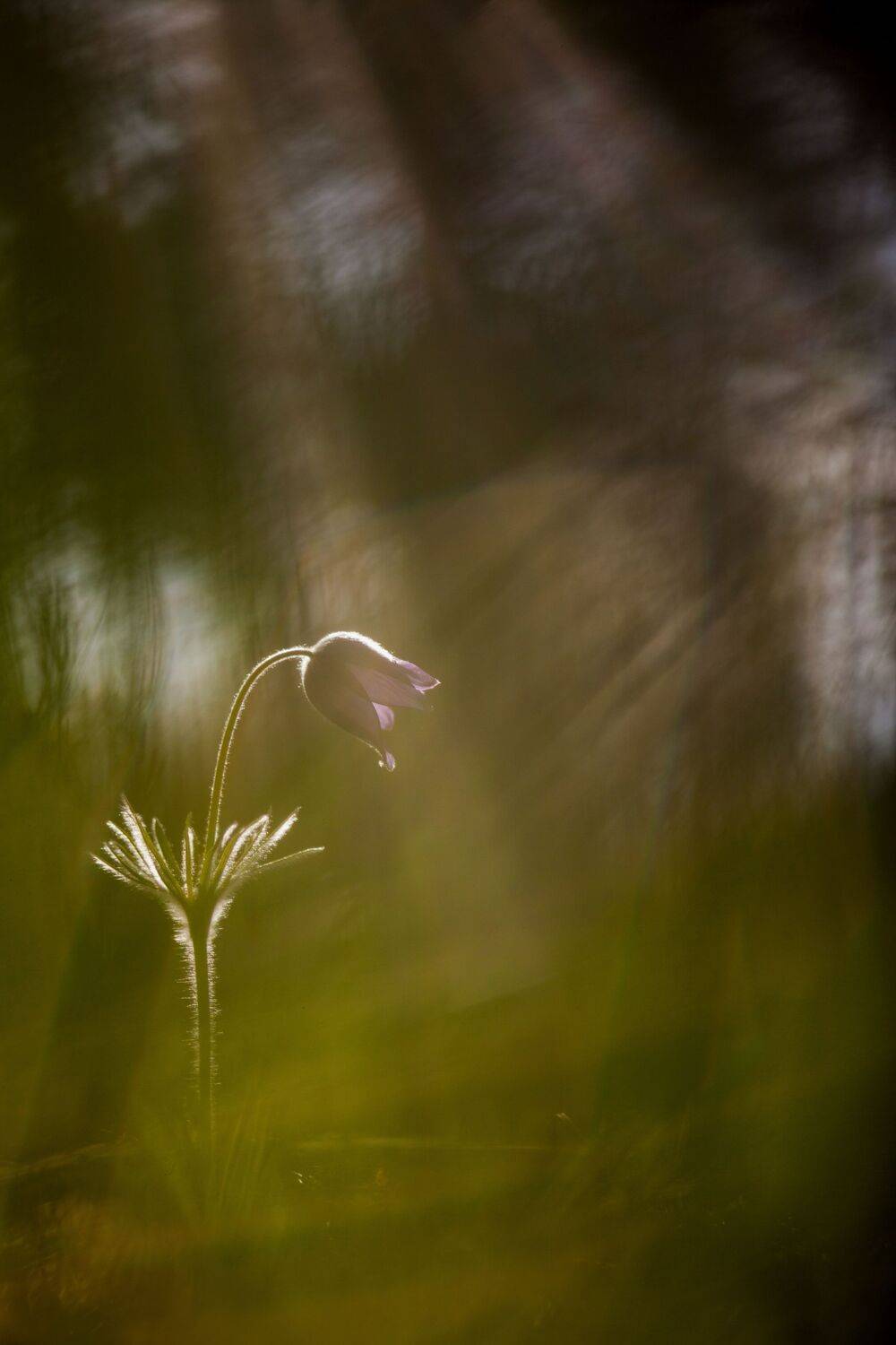, Викулов Николай