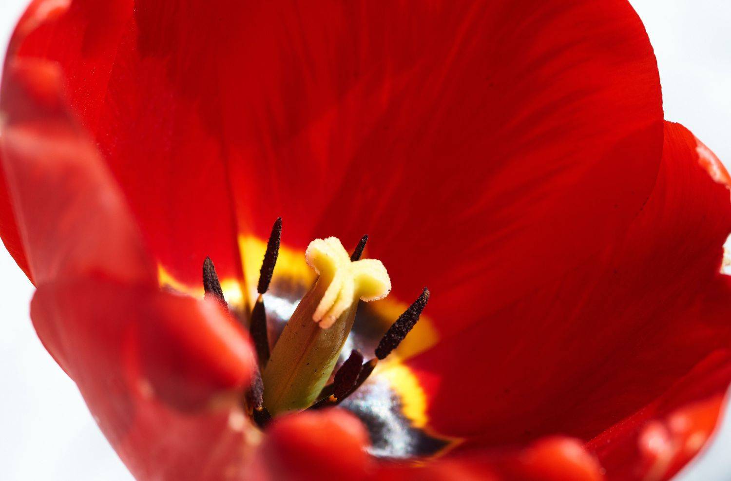 , Владимир Краснов