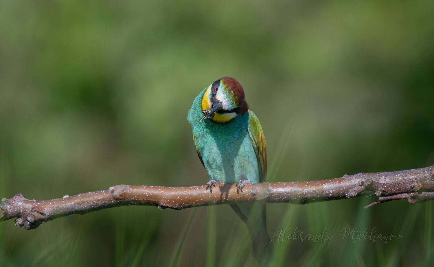 , Плеханов Александр