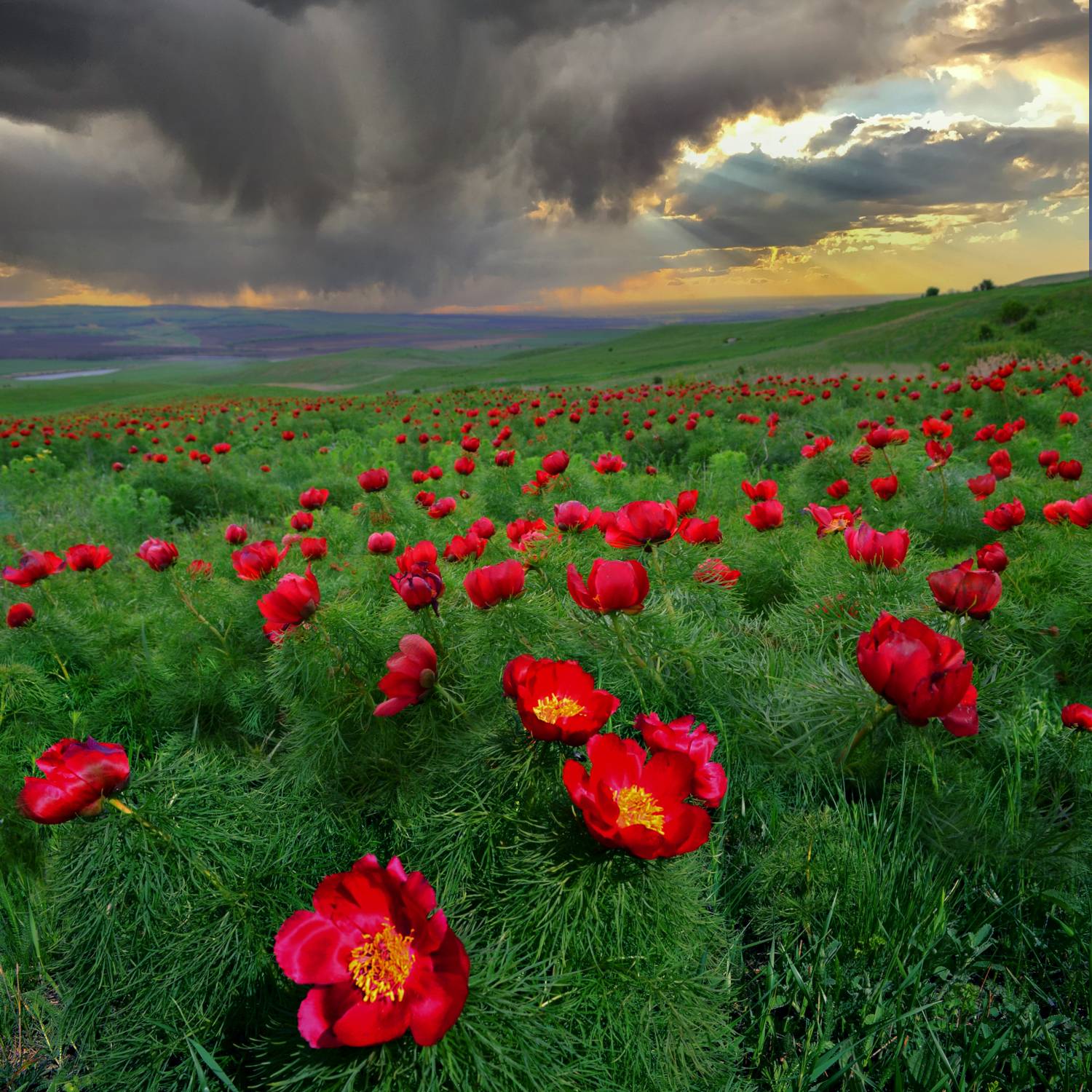 пион,старополье, пионы-лохмачи, природа,пейзаж, Елена Брежицкая
