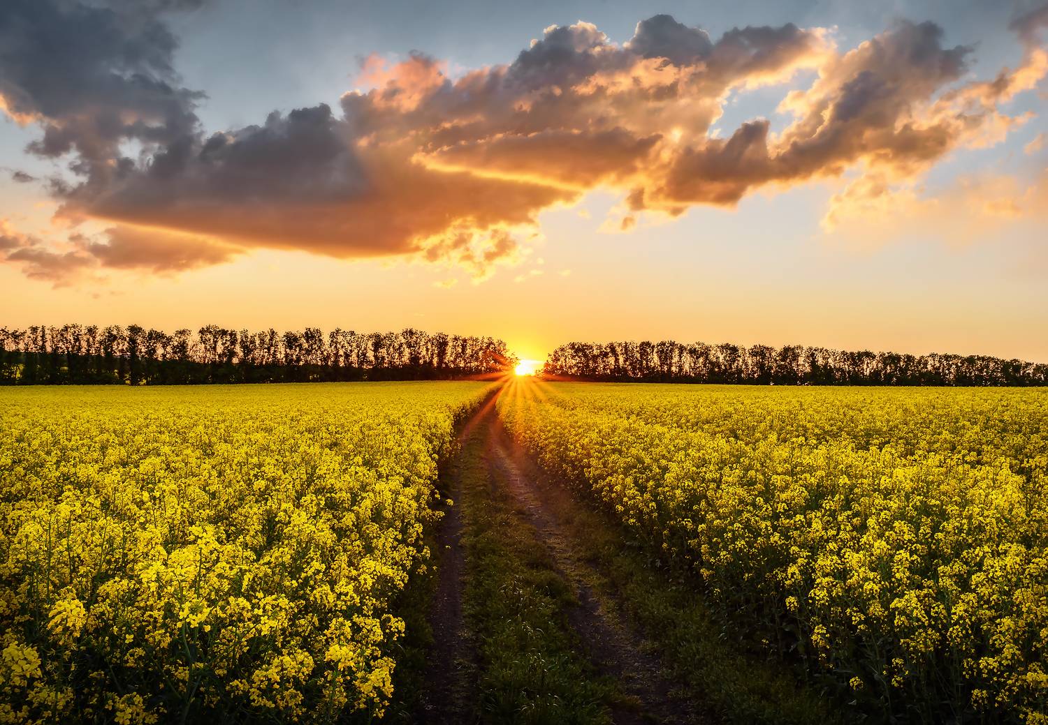 закат, поле, рапс, дорога, полевая дорога, кмв, Zakharov Armen