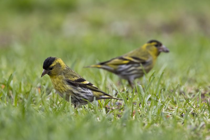 Чиж Невезучий фото превью