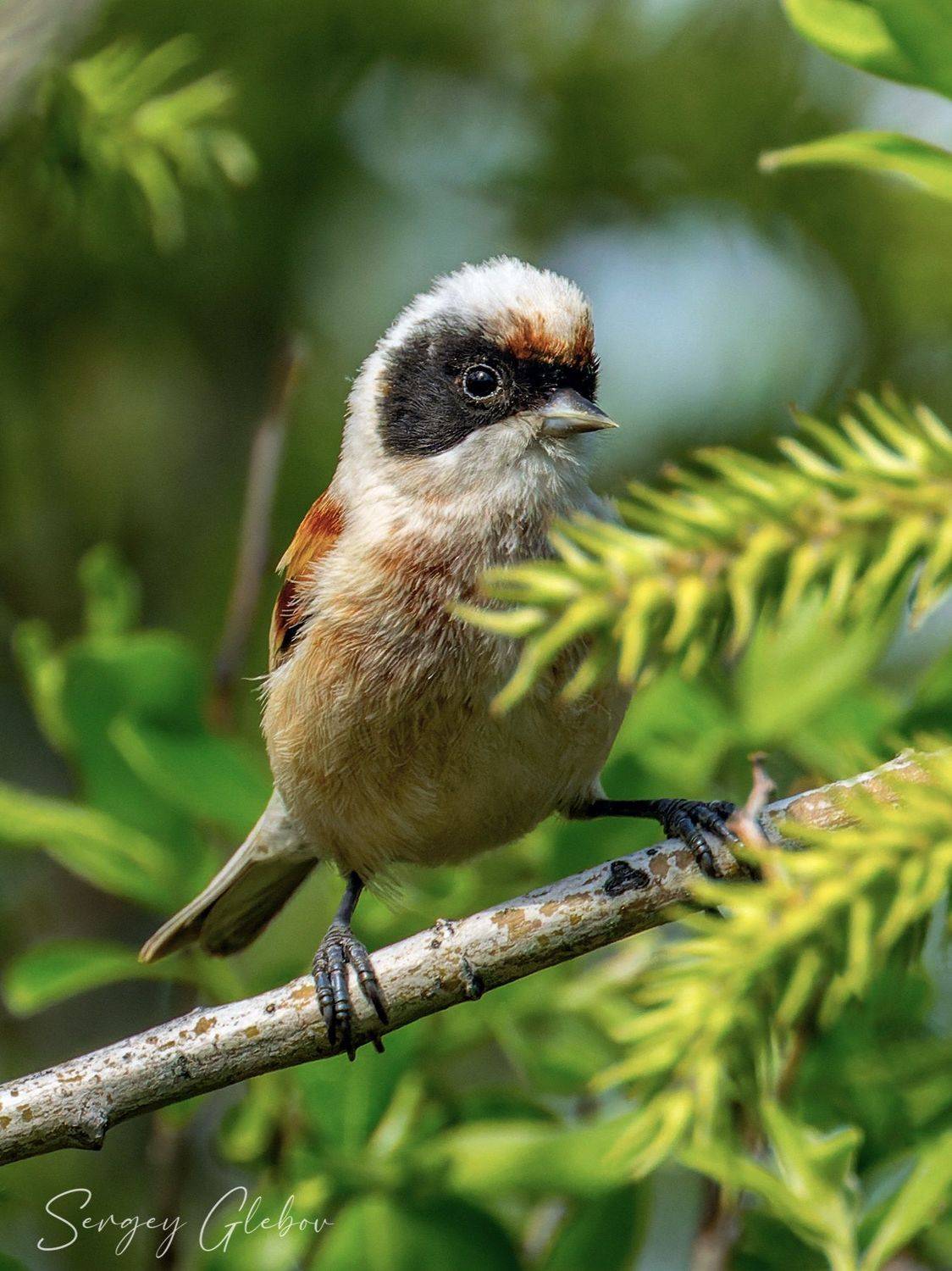 ремез, птицы, пернатые, Сергей Глебов