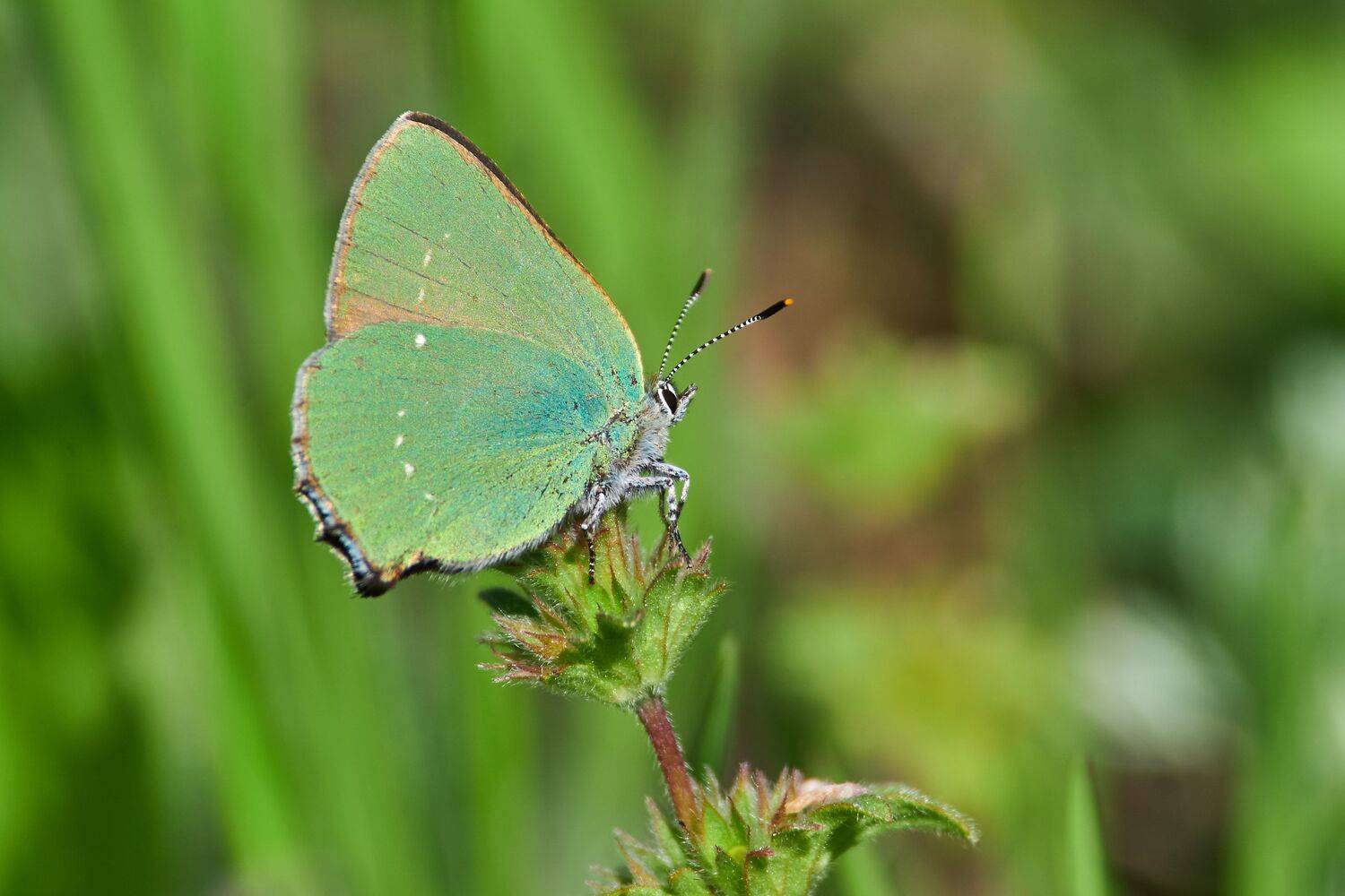 Green hairstreak, Callophrys rubi, volgograd, russia, wildlife, macro, macro photo, macro photography,, Сторчилов Павел